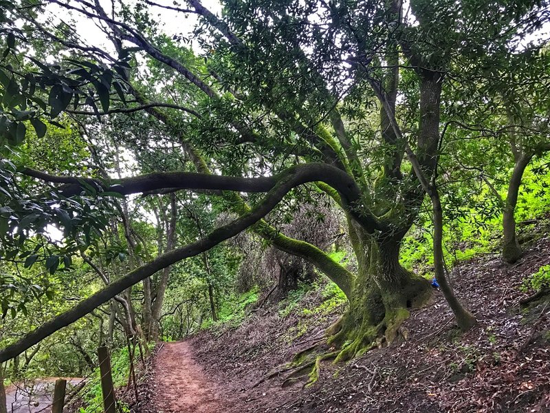 Peak trail singletrack section