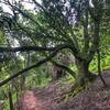 Peak trail singletrack section