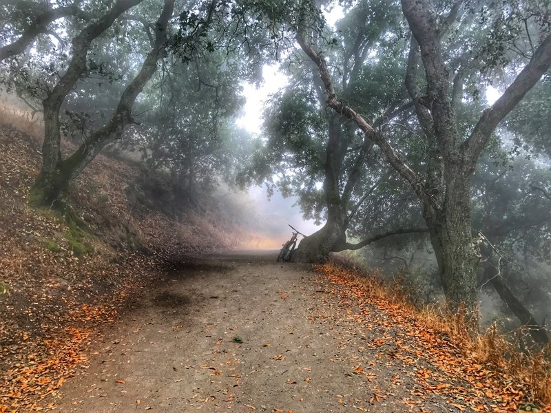 A shaded area on Peak Trail