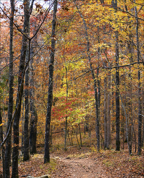 The trail under a canopy of fall foliage.