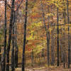 The trail under a canopy of fall foliage.