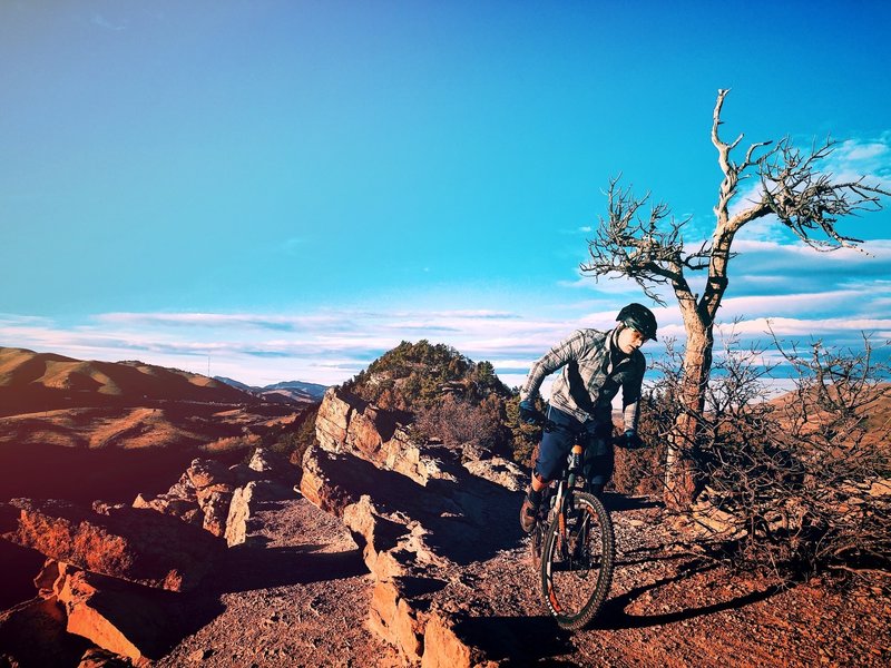 The iconic Dakota dead tree. With amazing views of the Red Rocks\Morrison valley