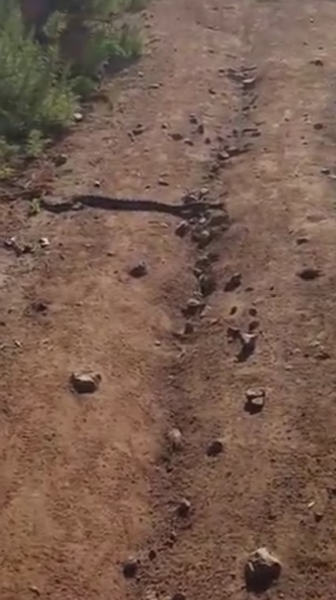 Rattlesnake crossed my path