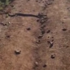 Rattlesnake crossed my path