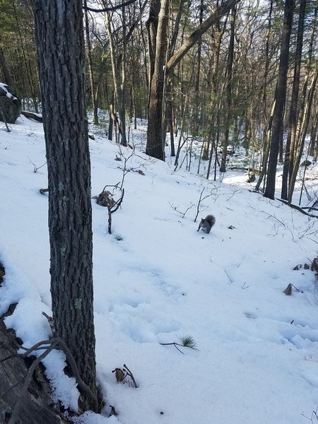 You just might make a friend along the Skyline Trail.