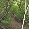 Native bush lines Lodestone Gully Track