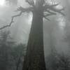 Giant tree in the fog.