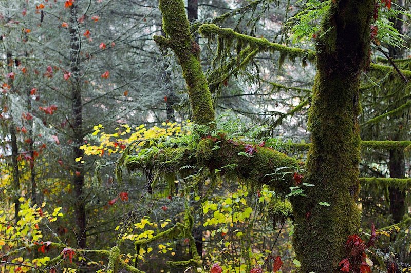 Ferns Growing on Limbs