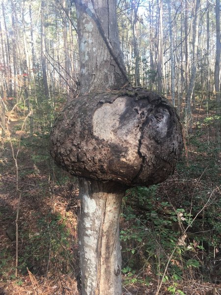 Natural Trail Marker