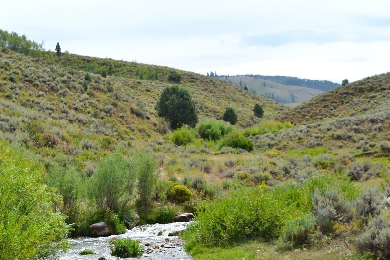 Creek on Bunchgrass.