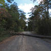 Tree across the road.