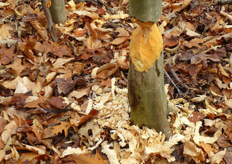 Beaver destruction on the South Orange Connector.