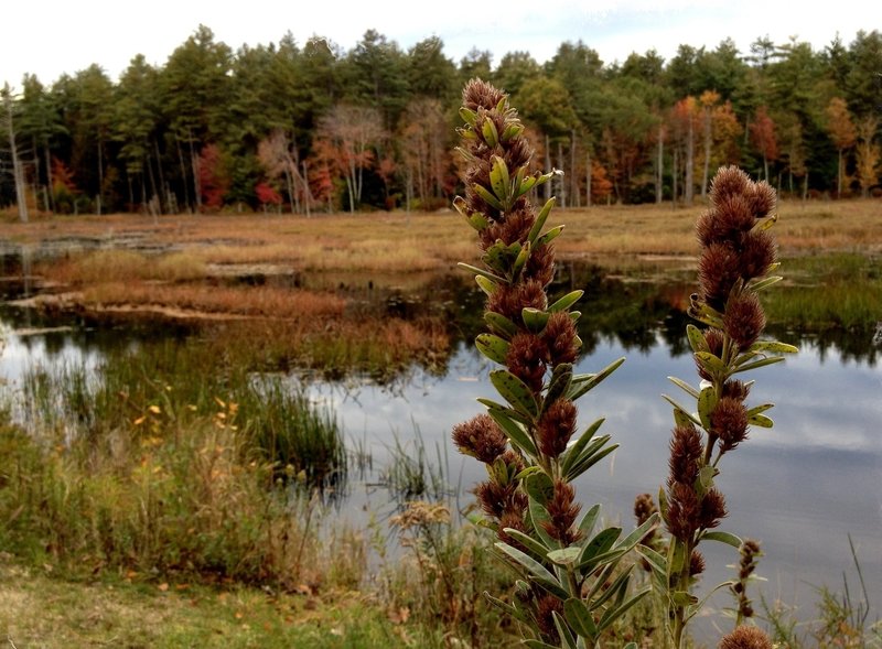 Lake view on the Rockingham Rail Trail.