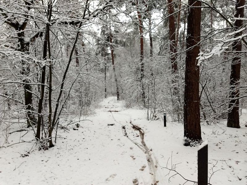 Forest path in the winter.