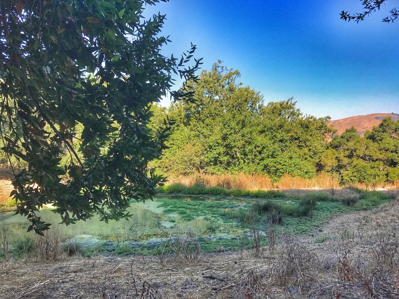 A pond on Upper Ranch Trail.