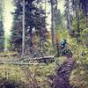 Descending the South Fork of Tincup Creek