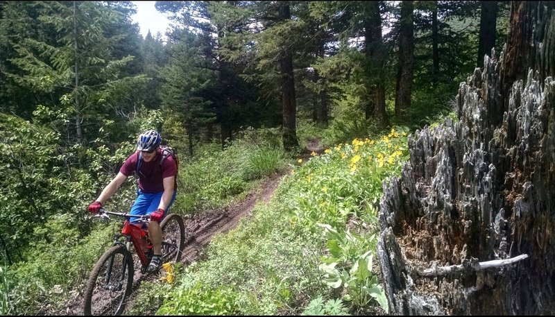 Climbing toward the  Four Corners pass on the South Fork of Fall Creek trail