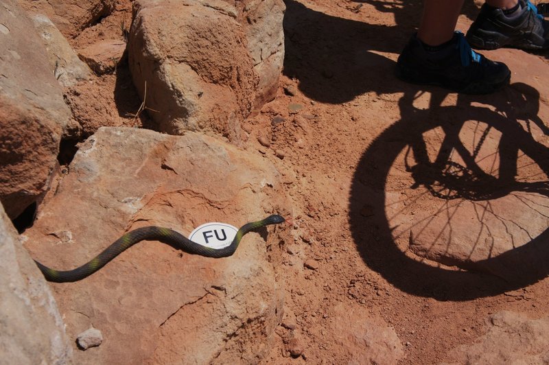 Back in 2012 we were surprised by a fake snake on the trail. A gratuitous "Fruita USA" sticker was left as a "thank you." Other people have mentioned this tradition on Vernal trails.  Beware!