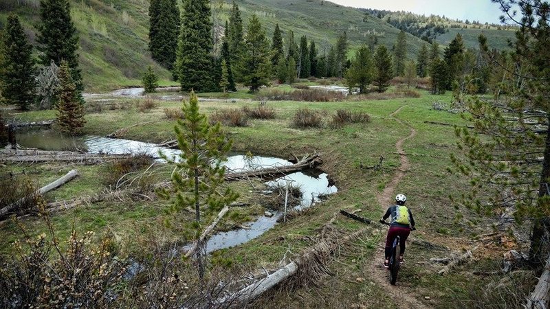 Springtime on the Jackknife Creek trail