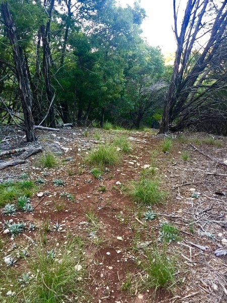 This is a typical path section on this trail. There is some dead fall and 'needs work' sections, but mostly very easy to follow.