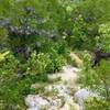 Greenery along the Canyon Trail.