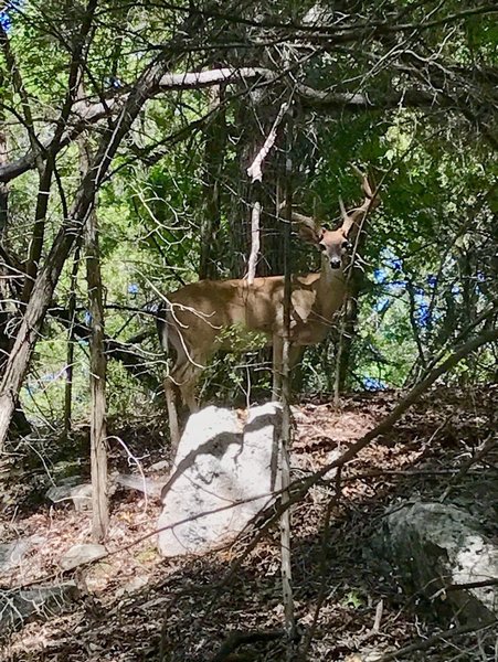 The bucks like these woody hollow areas near the lake.