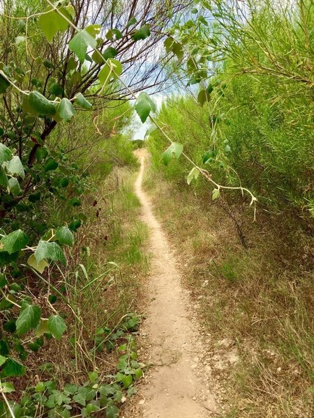 Picture from the High Trail.