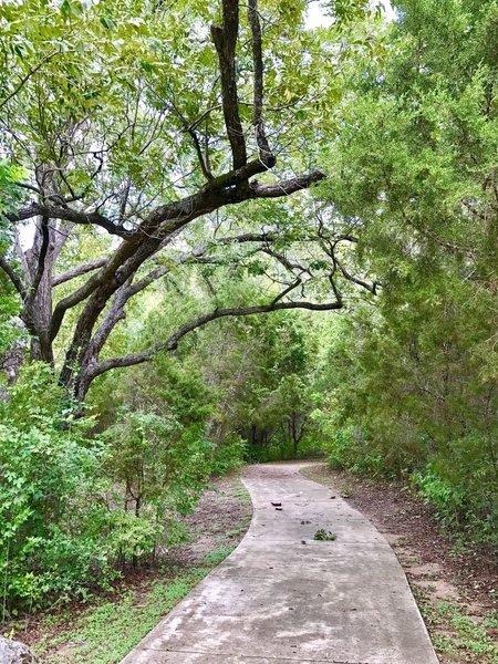 A pleasant wooded corridor.