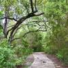 A pleasant wooded corridor.