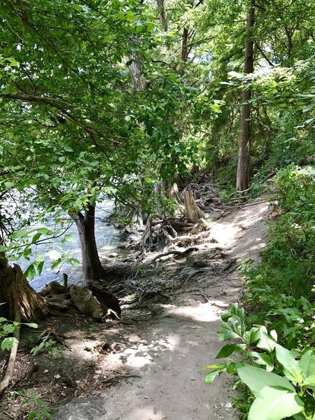 Singletrack path just off the Bald Cypress trail. Nice photo op spot.