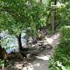 Singletrack path just off the Bald Cypress trail. Nice photo op spot.