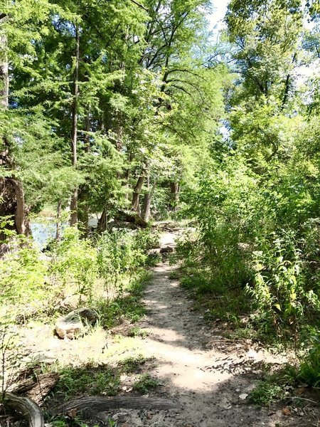 Nice singletrack just off the south end of the Bald Cypress Trail.