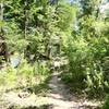 Nice singletrack just off the south end of the Bald Cypress Trail.