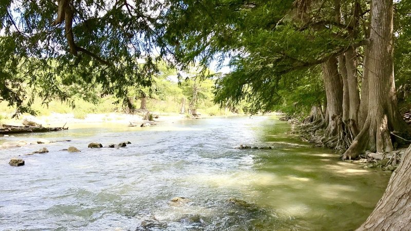 Guadalupe River flowing by cypress trees just down from the south end of Balk Cypress Trail.