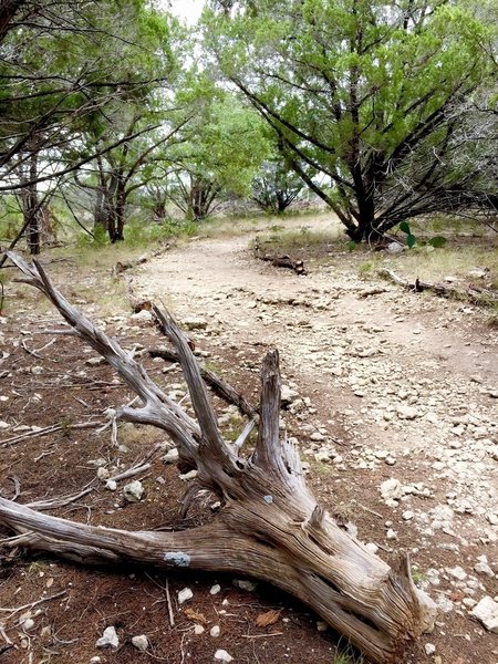 This is the easy 'lead in trail' to the wider set of trails at Lakeway Canyonlands.