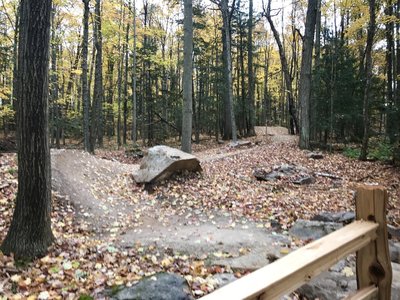 Looking up Twisted Oak.