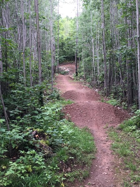 Jump line on Roller Creek Trail.