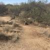 Looking back down the trail from the state land boundary