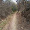 Singletrack in canyon hollow.