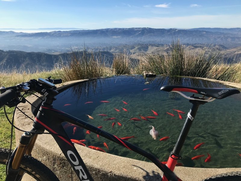 Enjoy this spring fed goldfish pond halfway up mountain!