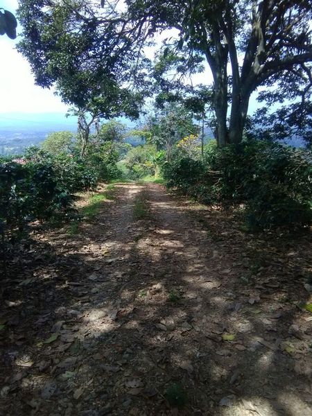 Beautiful coffe plantations