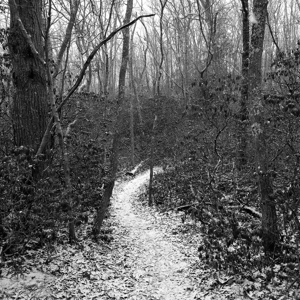 Fresh snowfall in the pine barrens