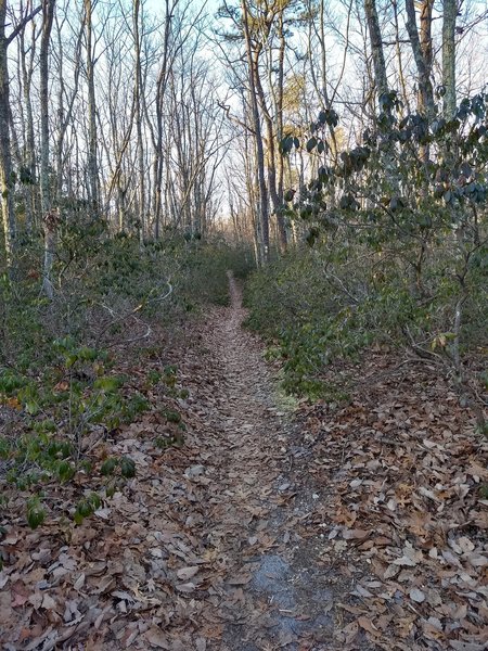 Narrow singletrack through the dense mountain laurel