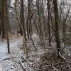 Winding through the snowy pine trees