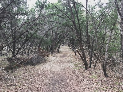 Thick Junipers line the trail.