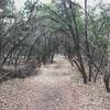 Thick Junipers line the trail.