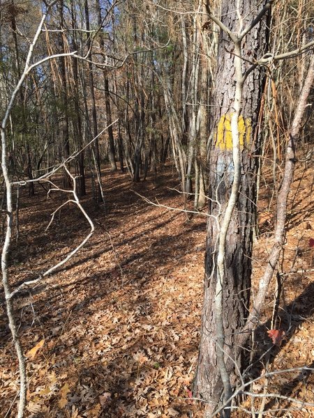 Trail 1 (Blue) is also blazed yellow as it is part of the Enoree Passage of the Palmetto Trail