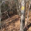 Trail 1 (Blue) is also blazed yellow as it is part of the Enoree Passage of the Palmetto Trail