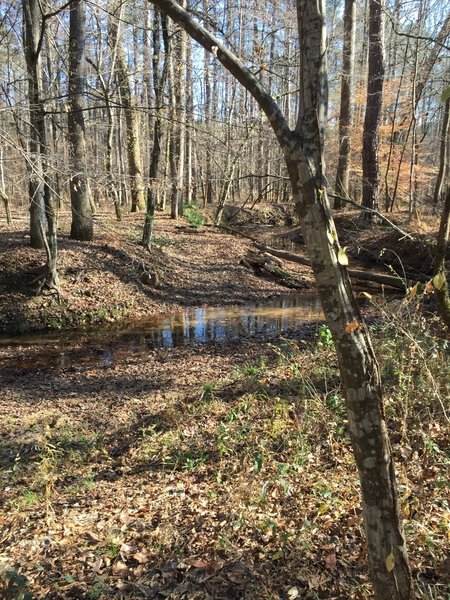 A ford across a stream on Trail 1 (Blue). There is no bridge here, and the south side is very muddy and has loose sand due to horse traffic.