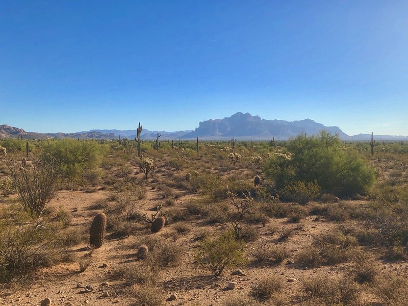 Looking East towards the Superstitions from the Ruidoso Trail within Usery Regional Park.